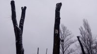 Срубленные деревья. Киев. 2022-2025 год.
