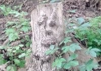 Пеньок-Старичок.