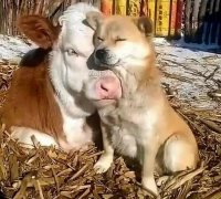 «Дружба Коровы и Собаки». Документальный Фильм.