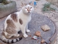 Кошка и Молитва. Личный Духовный Опыт. 2025 год.