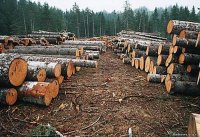 Высказывание для Размышления. 31 марта 2025 года. Деревья.